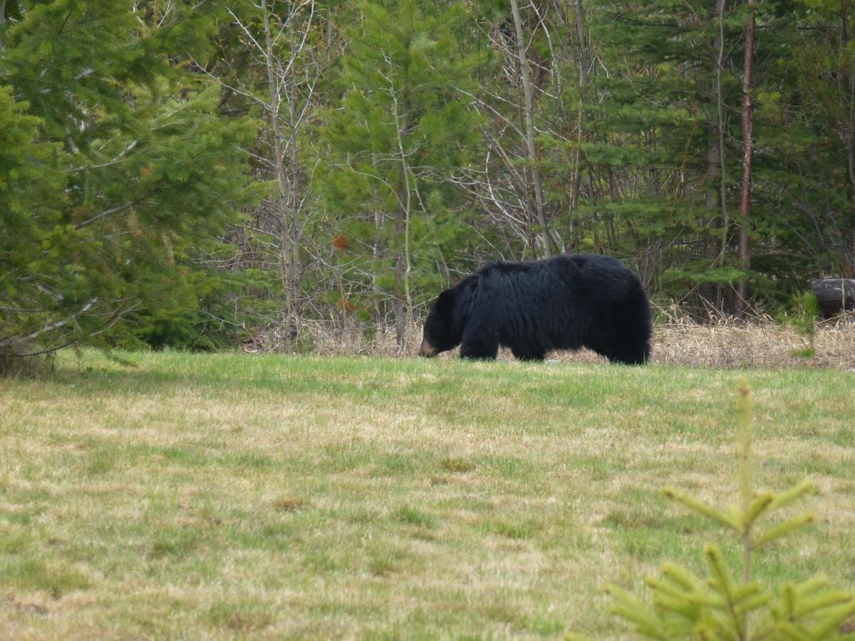 Little Black Bear Lodge/B&B Bridge Lake エクステリア 写真