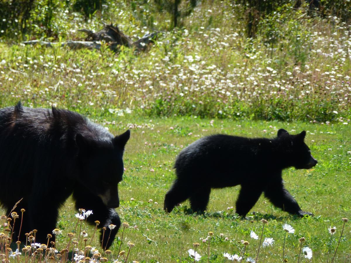 Little Black Bear Lodge/B&B Bridge Lake エクステリア 写真