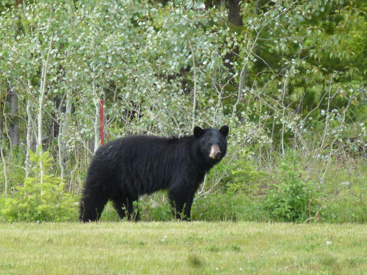 Little Black Bear Lodge/B&B Bridge Lake エクステリア 写真